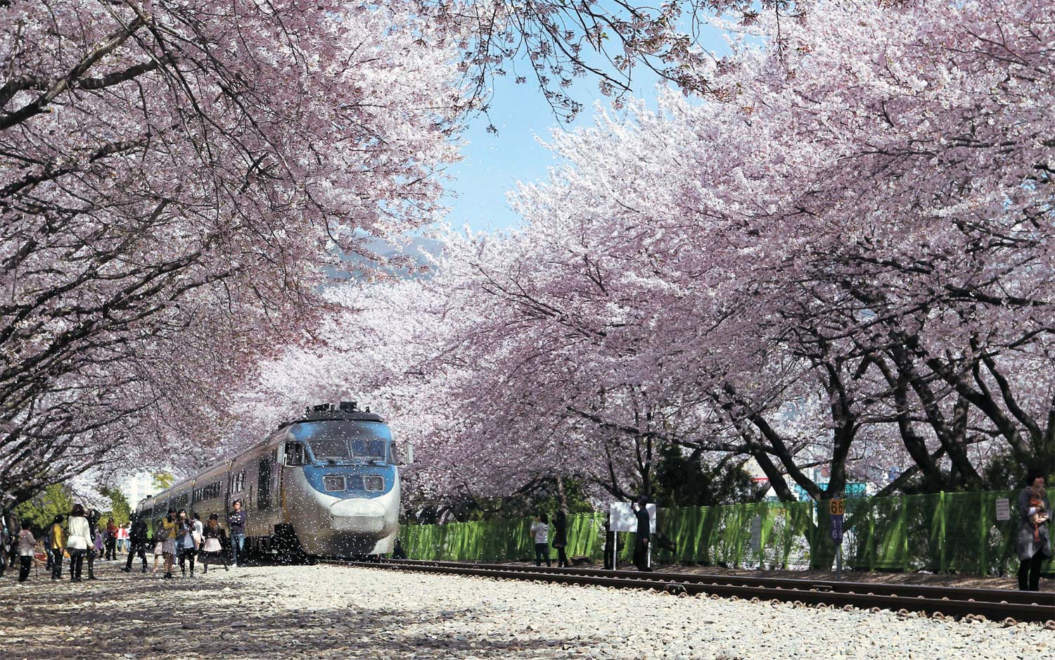벚꽃 터널 사이로 지나가는 기차