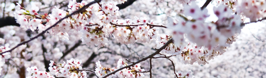 Spring Festivals in Korea Spring Festivals in Korea