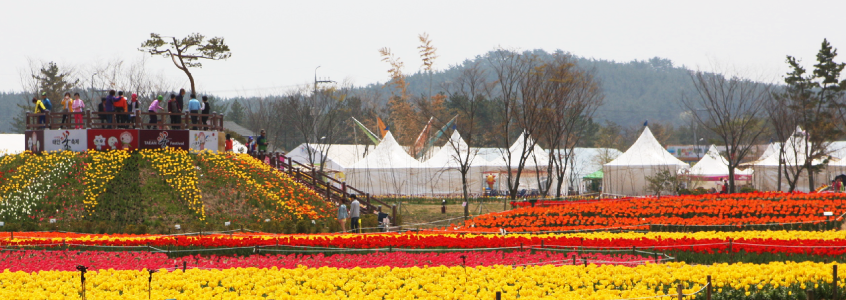 Taean Tulip Festival Taean Tulip Festival