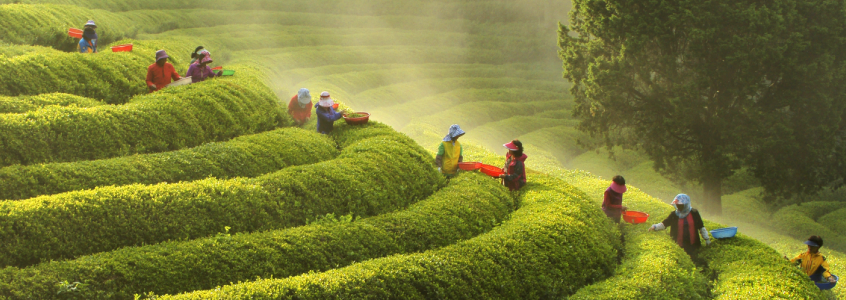 Boseong Green Tea Festival Boseong Green Tea Festival