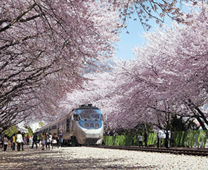 벚꽃 터널 사이로 지나가는 기차